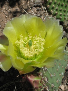 Opuntia spp.